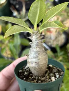 006 2株セット価格‼️ パキポディウム ウィンゾリー　国内実生株 国内実生2年目 パキポディウム ウィンゾリー 2株セット 006 2株