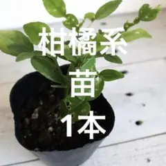 ハマセンダン　苗木　１本　　（アゲハ類のエサ） jisansutoa_1112