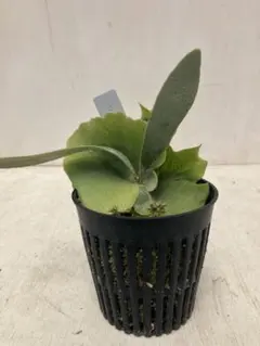 ビカクシダ　交配種のサムネイル