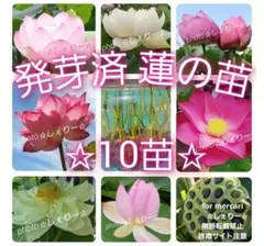 2026年最新】花蓮 蓮根の人気アイテム - メルカリ