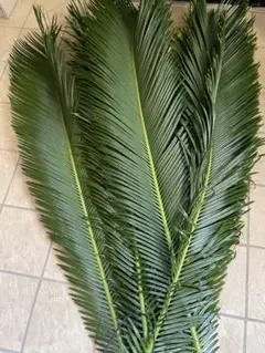 ソテツ（かなり大きいサイズ子供たくさん付き） ソテツ（かなり大きいサイズ子供たくさん付き）