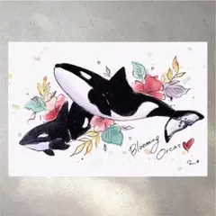 イラスト 原画 ポストカード 絵 【シャチ】251