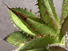 ZZ様 リクエスト 2点 まとめ商品