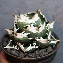 2026年最新】アガベSADの人気アイテム - メルカリ