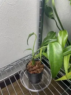 2026年最新】バールマルクスフレームの人気アイテム - メルカリ