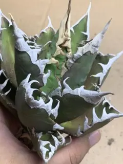 ゴリ猫　超極上株 Yahoo!オークション -「ゴリ猫」の落札相場・落札価格