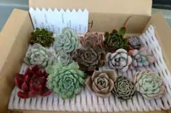 2025年最新】相府蓮の人気アイテム - メルカリ