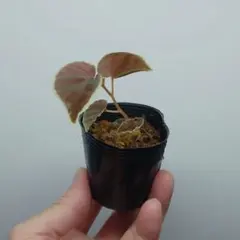 pantaseum22様 リクエスト 2点 まとめ商品