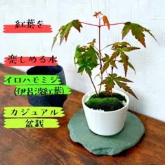 【紅葉する木】イロハモミジ(伊呂波紅葉)のカジュアル盆栽 インテリアプランツのサムネイル