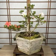 皐月 盆栽素材 極太 根本 - メルカリ