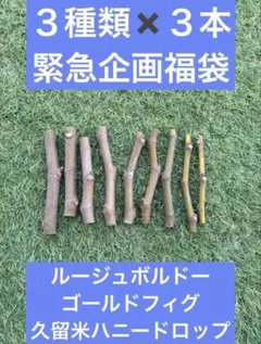 2026年最新】いちじく穂木の人気アイテム - メルカリ