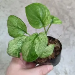 まる168様 リクエスト 2点 まとめ商品