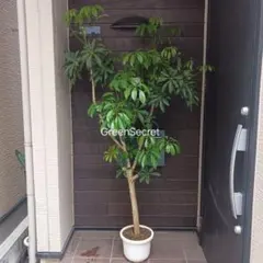 引取☆シェフレラ 7号 観葉植物 個性的 一点もの - メルカリ