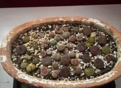 多肉植物 リトープス 抜き苗 品種不明 - メルカリ