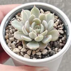 2025年最新】ザラゴーサ SP ノバの人気アイテム - メルカリ