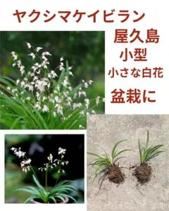 ☆セツブンソウ球根3年物！3株☆ - メルカリ
