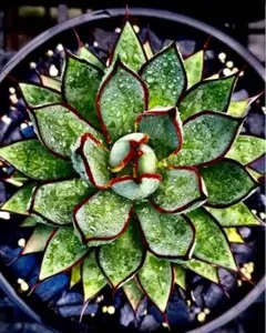 Top【選抜株】多肉植物　22041 レーン　ロータス12個　鉢無し/脱土 ロータス | RuPo 多肉植物専門店