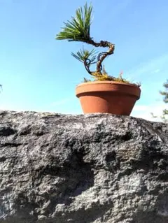 重宝・貴重な！あか松のねじれ盆栽約50cm ねじれた幹 - メルカリ
