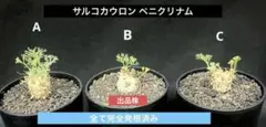 サルコカウロン ペニクリナム モンソニア B 塊根部大きめサイズ 完全発根済みのサムネイル