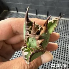 22 アガベ　チタノタ ゴリ猫のサムネイル