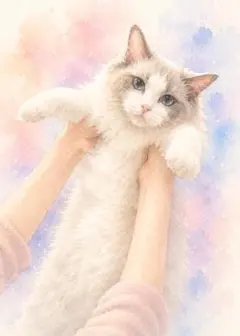 水彩画 少女と子猫（ラグドール） 花畑 アート - メルカリ