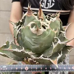 2026年最新】アガベ 白鯨 大株の人気アイテム - メルカリ