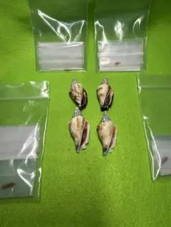 貝殻標本(沖縄の青い海の宝)オハグロガイ蓋付