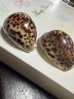 タカラガイ　ホシダカラ 2個セット