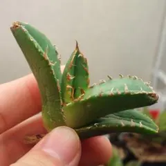 2026年最新】疣猪の人気アイテム - メルカリ