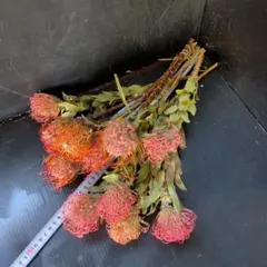 Item thumbnail for item 1db6392e-46d2-4e73-9ccf-ab38543d3490