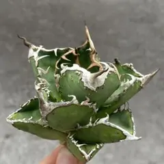 2025年最新】冰雹 アガベの人気アイテム - メルカリ