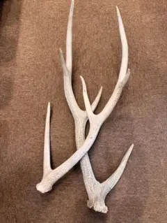 蝦夷鹿　極太　角　2本