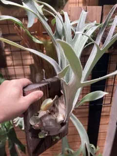 2025年最新】観葉植物屋＿ビカクシダの人気アイテム - メルカリ