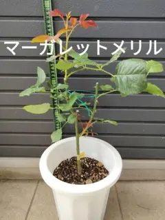 宮崎マンゴー苗木 無農薬 マンゴー苗木 ポットのまま発送 宮崎マンゴー
