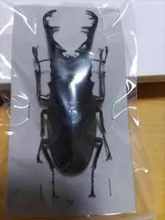 座標付き 野外幼虫採集品 オオクワガタ 標本 オオクワガタ♂76＋♀46（クワガタ標本） | オオクワ京都昆虫館