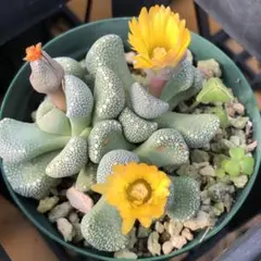 karihirominn様 リクエスト 2点 まとめ商品