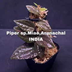 2026年最新】piper sp. 