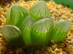 多肉植物 ハオルチア OB-1オブツーサ錦 鮮明錦 極上斑 - メルカリ