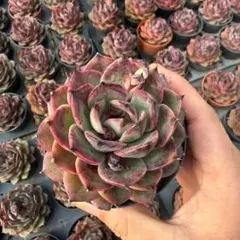 Top【選抜株】多肉植物　26187ブラッククイーン　6個　鉢無し/脱土 Top【選抜株】多肉植物 26187ブラッククイーン 6個 鉢無し/脱土 - メルカリ