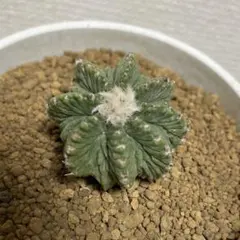 2026年最新】サボテン 花籠の人気アイテム - メルカリ