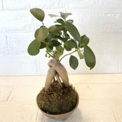 2026年最新】ガジュマル 盆栽の人気アイテム - メルカリ