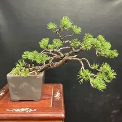 五葉松 盆栽 古木 | Mercari