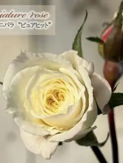 中輪、芳香性❣️ミニバラ　ピュアヒット花苗　四季咲き　バラ花苗(ラスト)のサムネイル