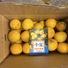 土佐特産 小夏 初夏の果物 箱入りサイズ混合5キロサ1のサムネイル