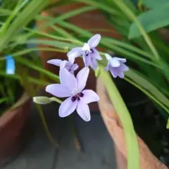 とらちゃん様 リクエスト 2点 まとめ商品