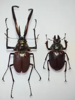 2026年最新】コガシラクワガタ 標本の人気アイテム - メルカリ