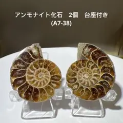 アンモナイト化石　2個　台座付き(A7-38)