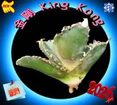稀少・高騰品種】白銀金剛 アガベ チタノタ Silver King Kong - メルカリ