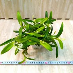 2026年最新】洋蘭原種の人気アイテム - メルカリ