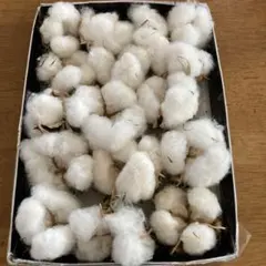 綿花ホワイトコットン ドライフラワー 約16個